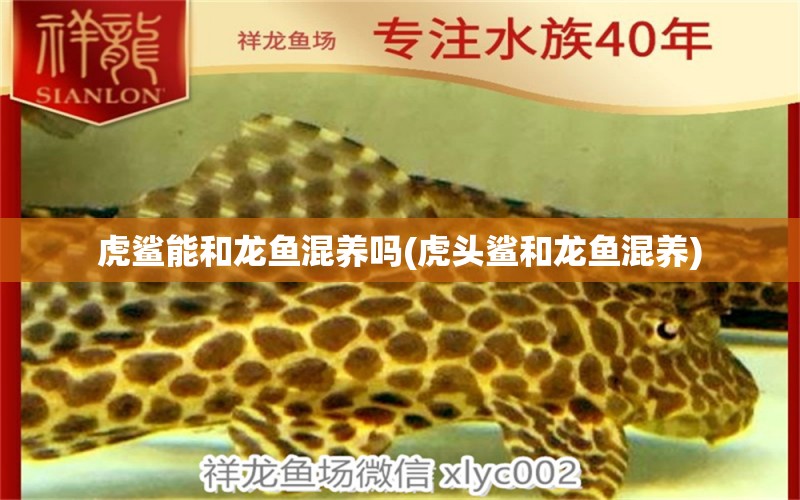 虎鯊能和龍魚混養(yǎng)嗎(虎頭鯊和龍魚混養(yǎng)) 祥龍魚場(chǎng)品牌產(chǎn)品