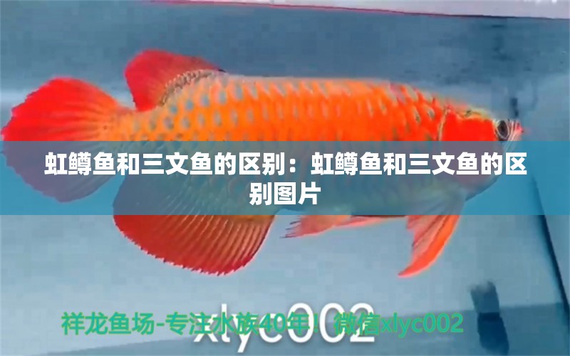 虹鱒魚和三文魚的區(qū)別：虹鱒魚和三文魚的區(qū)別圖片