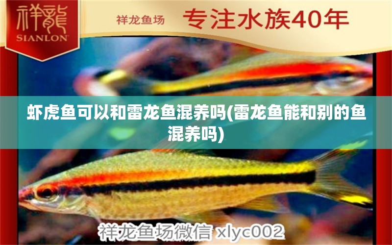 蝦虎魚可以和雷龍魚混養(yǎng)嗎(雷龍魚能和別的魚混養(yǎng)嗎) 虎魚百科 第1張