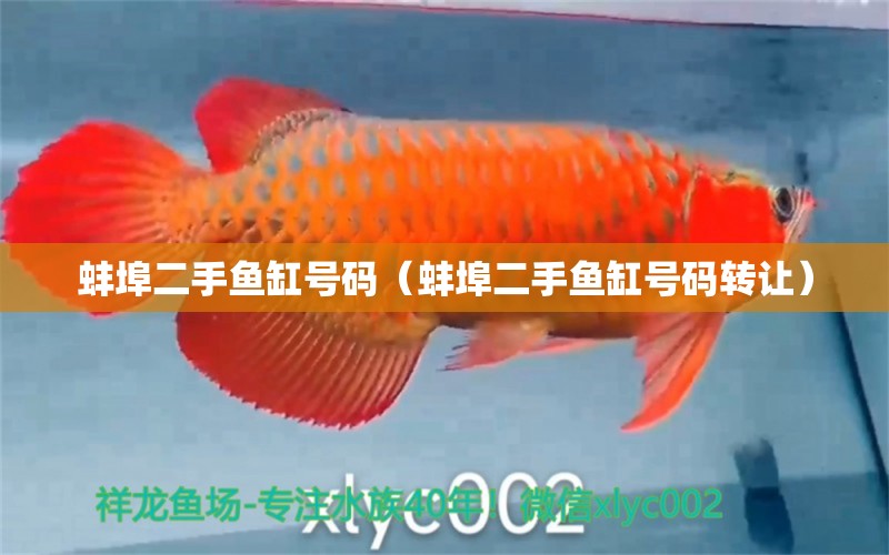 蚌埠二手魚缸號碼（蚌埠二手魚缸號碼轉(zhuǎn)讓） 赤荔鳳冠魚