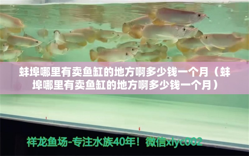 蚌埠哪里有賣魚缸的地方啊多少錢一個月（蚌埠哪里有賣魚缸的地方啊多少錢一個月） 祥龍水族醫(yī)院