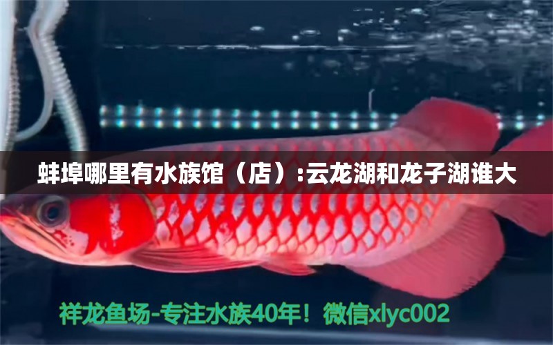 蚌埠哪里有水族館（店）:云龍湖和龍子湖誰大 觀賞魚水族批發(fā)市場