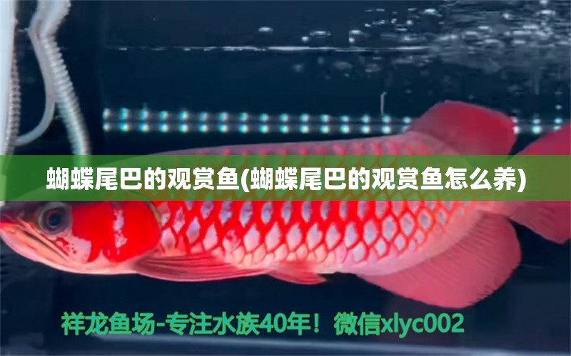 蝴蝶尾巴的觀賞魚(蝴蝶尾巴的觀賞魚怎么養(yǎng))