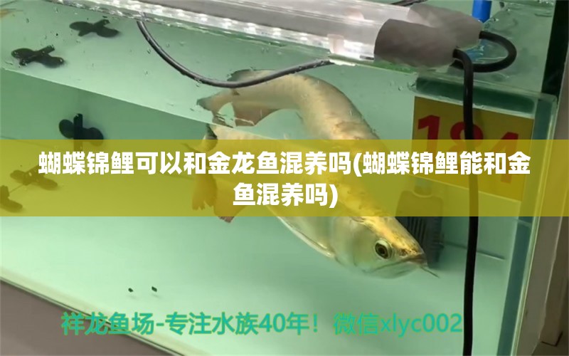 蝴蝶錦鯉可以和金龍魚混養(yǎng)嗎(蝴蝶錦鯉能和金魚混養(yǎng)嗎) 蝴蝶鯉