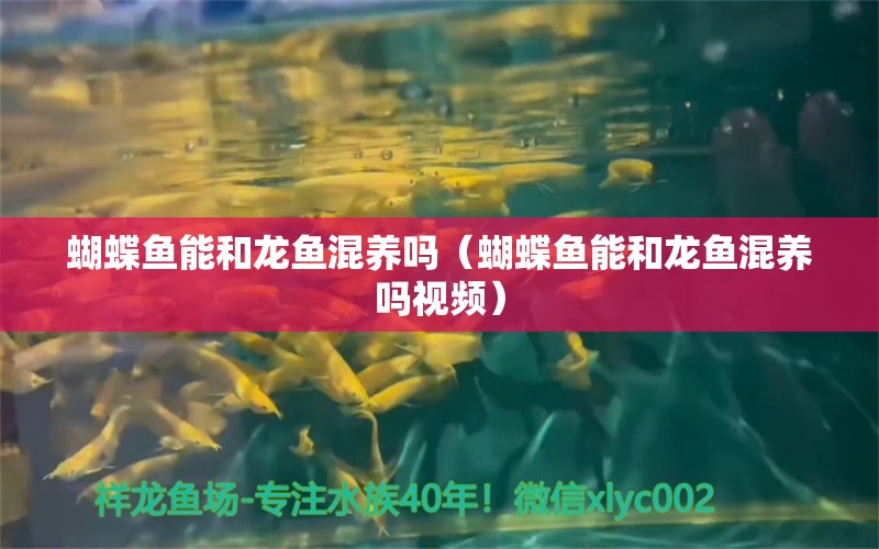 蝴蝶魚能和龍魚混養(yǎng)嗎（蝴蝶魚能和龍魚混養(yǎng)嗎視頻） 蝴蝶鯉