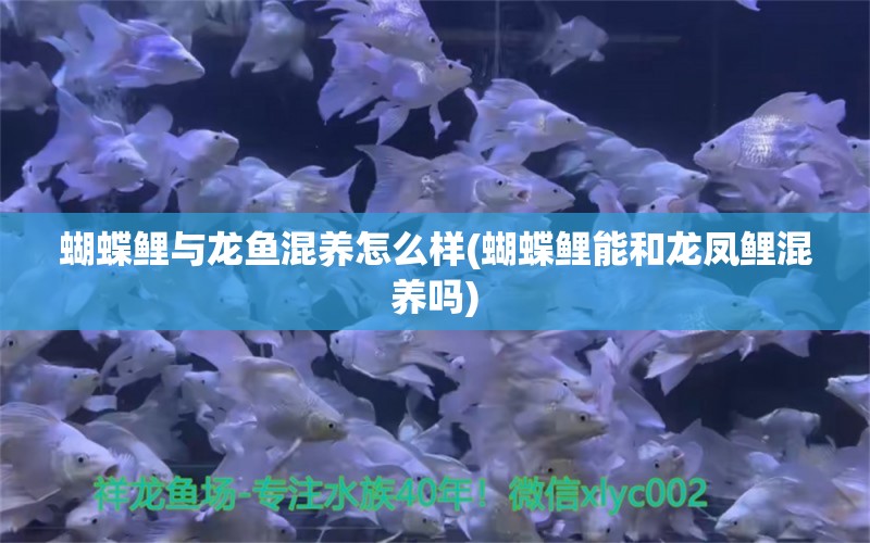 蝴蝶鯉與龍魚混養(yǎng)怎么樣(蝴蝶鯉能和龍鳳鯉混養(yǎng)嗎) 蝴蝶鯉