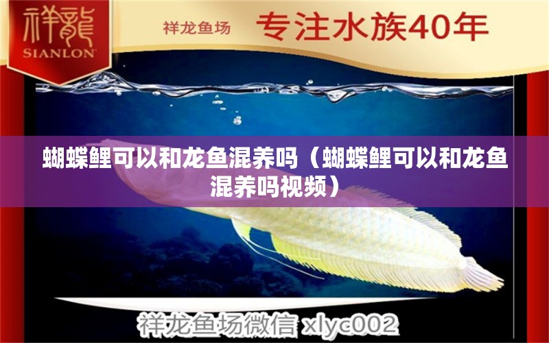 蝴蝶鯉可以和龍魚混養(yǎng)嗎（蝴蝶鯉可以和龍魚混養(yǎng)嗎視頻） 蝴蝶鯉