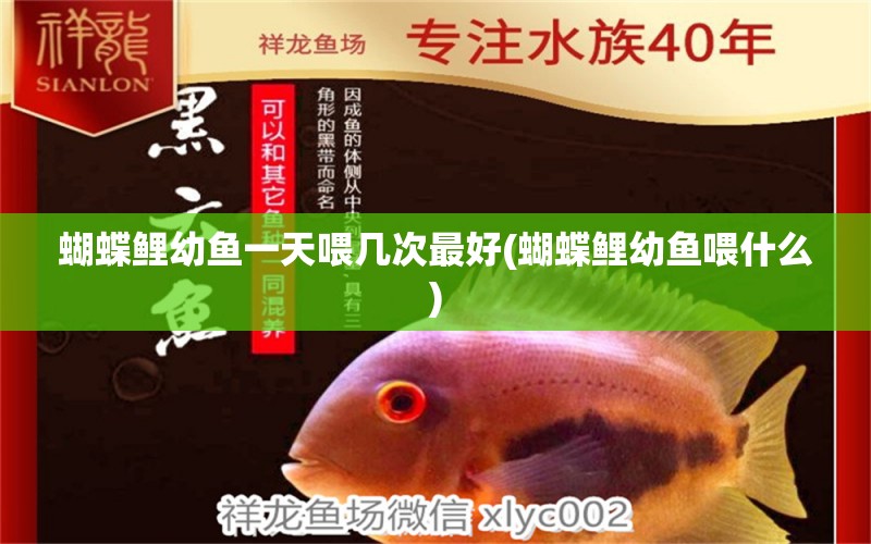 蝴蝶鯉幼魚(yú)一天喂幾次最好(蝴蝶鯉幼魚(yú)喂什么) 蝴蝶鯉