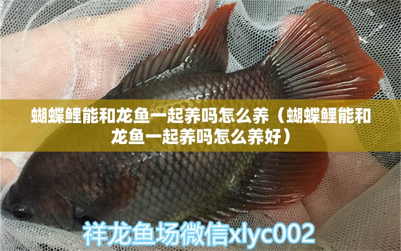 蝴蝶鯉能和龍魚一起養(yǎng)嗎怎么養(yǎng)（蝴蝶鯉能和龍魚一起養(yǎng)嗎怎么養(yǎng)好） 蝴蝶鯉