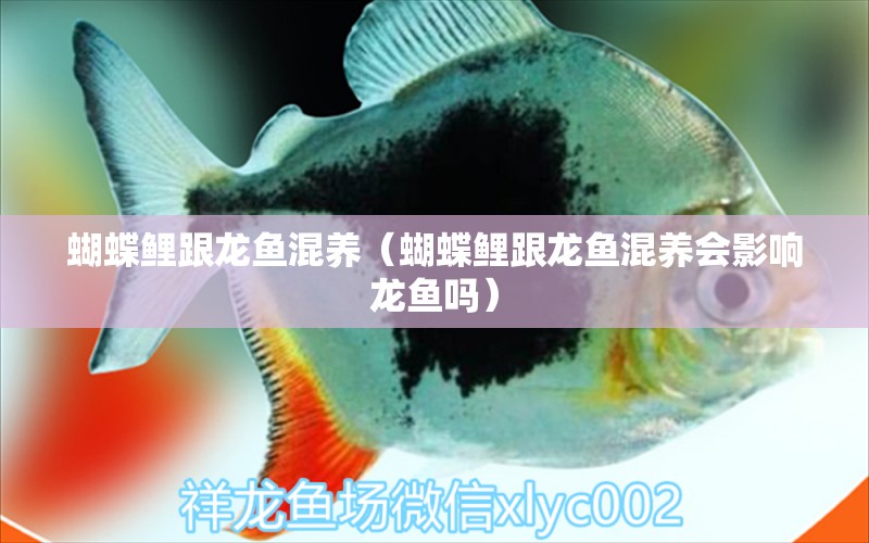 蝴蝶鯉跟龍魚混養(yǎng)（蝴蝶鯉跟龍魚混養(yǎng)會影響龍魚嗎） 蝴蝶鯉