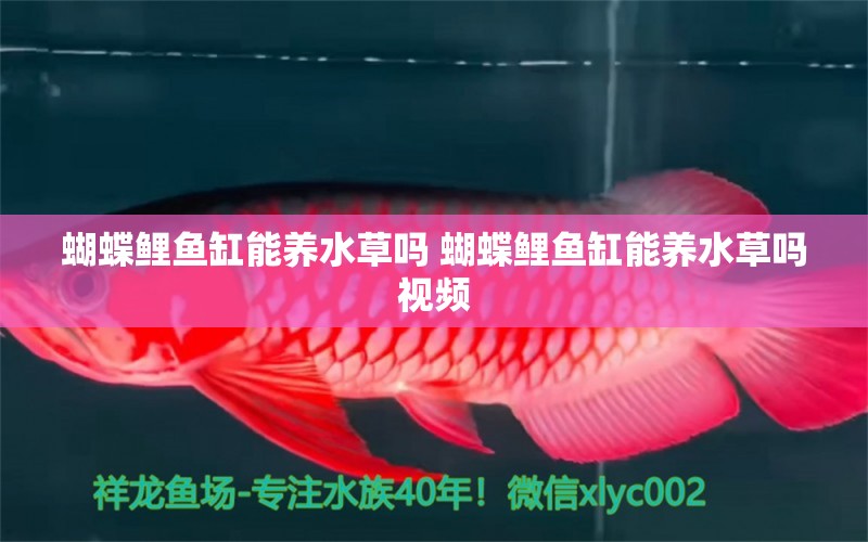 蝴蝶鯉魚缸能養(yǎng)水草嗎 蝴蝶鯉魚缸能養(yǎng)水草嗎視頻