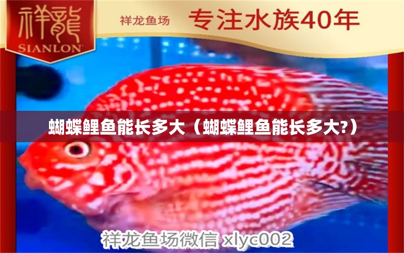 蝴蝶鯉魚(yú)能長(zhǎng)多大（蝴蝶鯉魚(yú)能長(zhǎng)多大?）