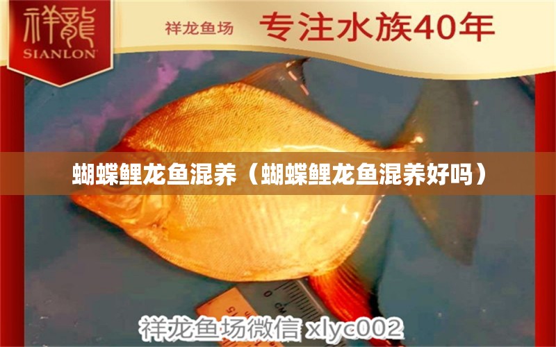 蝴蝶鯉龍魚(yú)混養(yǎng)（蝴蝶鯉龍魚(yú)混養(yǎng)好嗎）