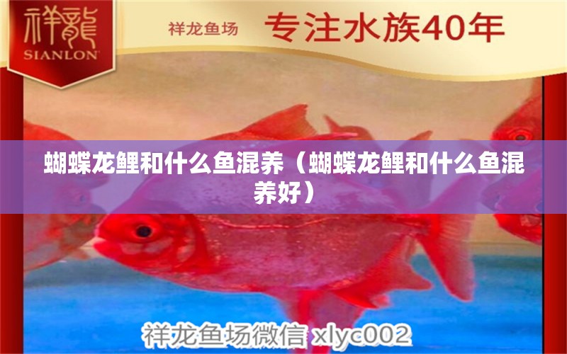 蝴蝶龍鯉和什么魚混養(yǎng)（蝴蝶龍鯉和什么魚混養(yǎng)好）