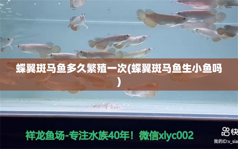 蝶翼斑馬魚多久繁殖一次(蝶翼斑馬魚生小魚嗎) 觀賞魚 第1張