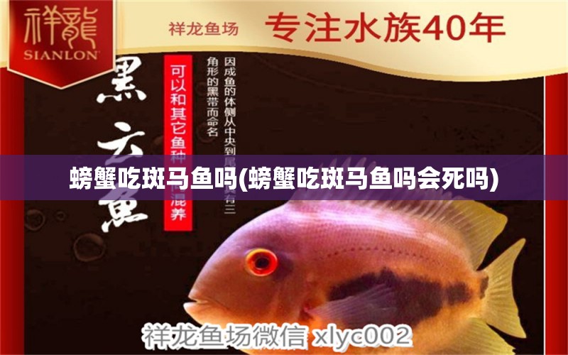 螃蟹吃斑馬魚嗎(螃蟹吃斑馬魚嗎會死嗎) 黃吉金龍（白子金龍魚）