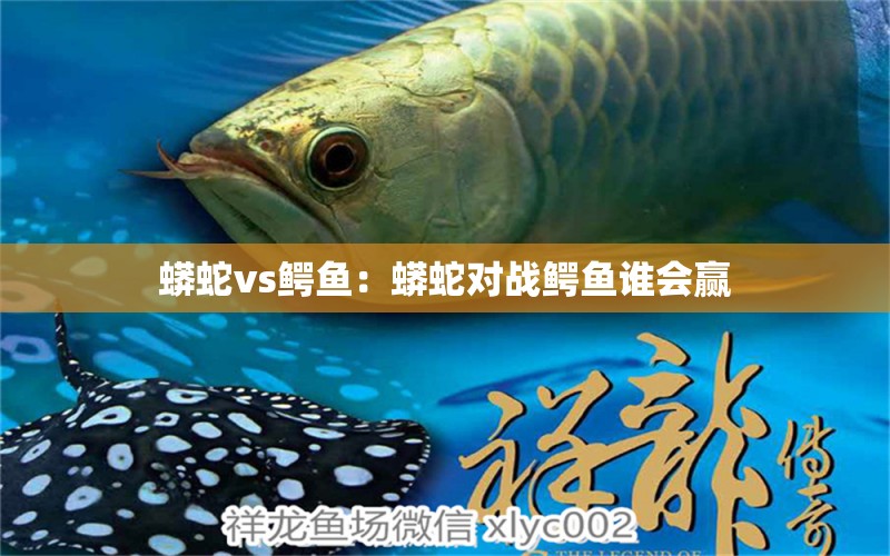 蟒蛇vs鱷魚：蟒蛇對戰(zhàn)鱷魚誰會贏