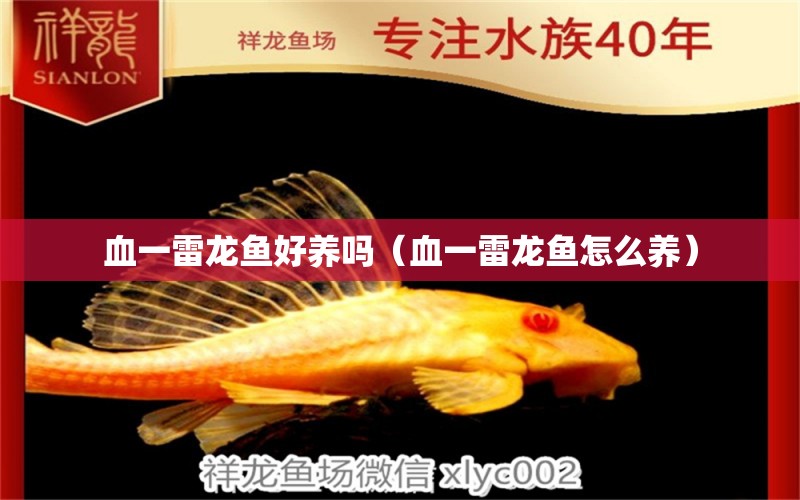 血一雷龍魚好養(yǎng)嗎（血一雷龍魚怎么養(yǎng)） 廣州龍魚批發(fā)市場