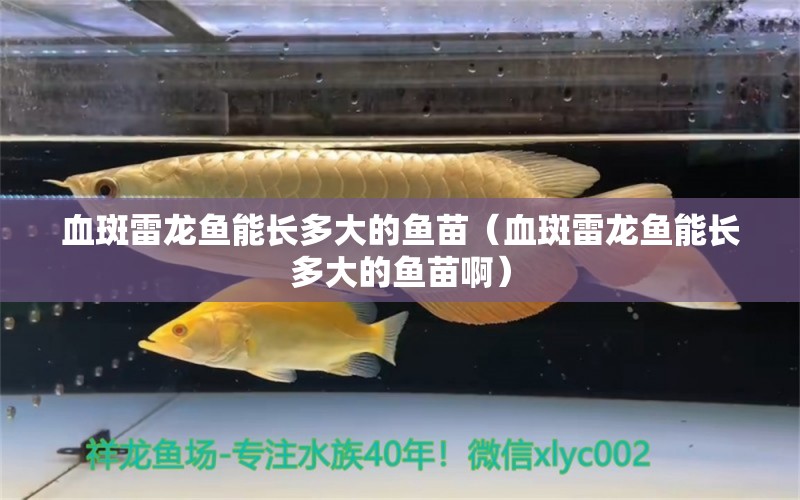 血斑雷龍魚能長多大的魚苗（血斑雷龍魚能長多大的魚苗?。?祥龍進(jìn)口元寶鳳凰魚