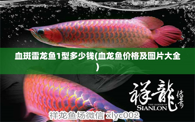 血斑雷龍魚1型多少錢(血龍魚價格及圖片大全) 賽級紅龍魚