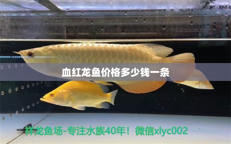 血紅龍魚價格多少錢一條