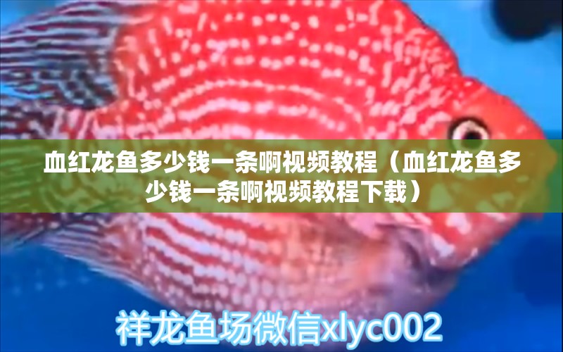 血紅龍魚(yú)多少錢(qián)一條啊視頻教程（血紅龍魚(yú)多少錢(qián)一條啊視頻教程下載） 印尼紅龍魚(yú)