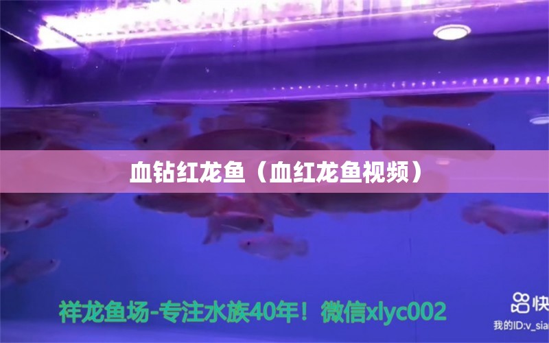 血鉆紅龍魚（血紅龍魚視頻） 印尼紅龍魚