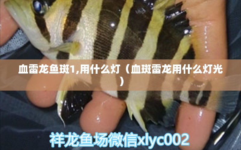 血雷龍魚斑1,用什么燈（血斑雷龍用什么燈光）