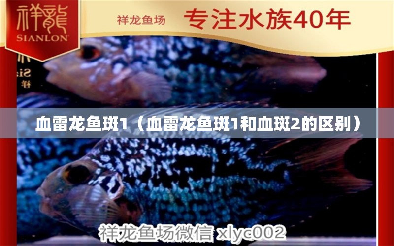 血雷龍魚斑1（血雷龍魚斑1和血斑2的區(qū)別）