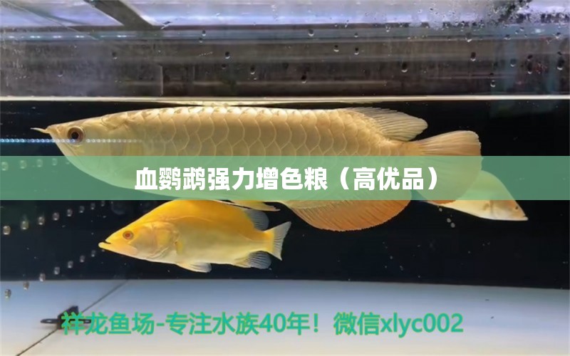 血鸚鵡強力增色糧（高優(yōu)品） 鸚鵡魚