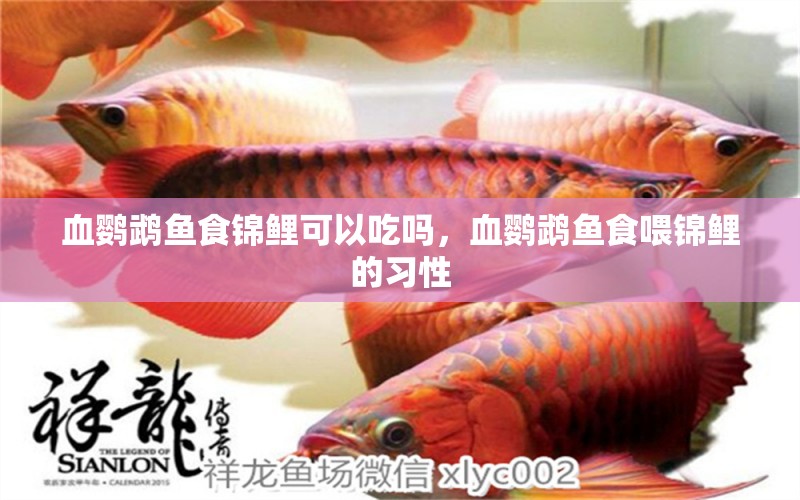 血鸚鵡魚(yú)食錦鯉可以吃嗎，血鸚鵡魚(yú)食喂錦鯉的習(xí)性 鸚鵡魚(yú)