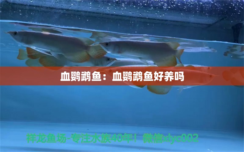 血鸚鵡魚：血鸚鵡魚好養(yǎng)嗎