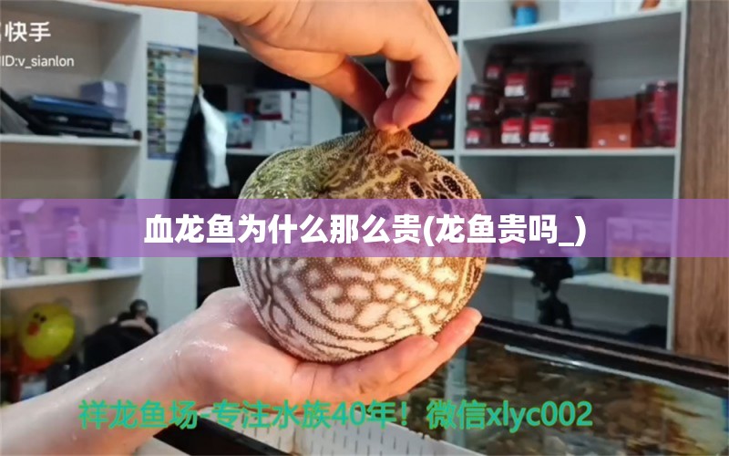 血龍魚為什么那么貴(龍魚貴嗎_)