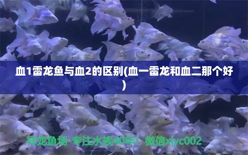 血1雷龍魚與血2的區(qū)別(血一雷龍和血二那個(gè)好)