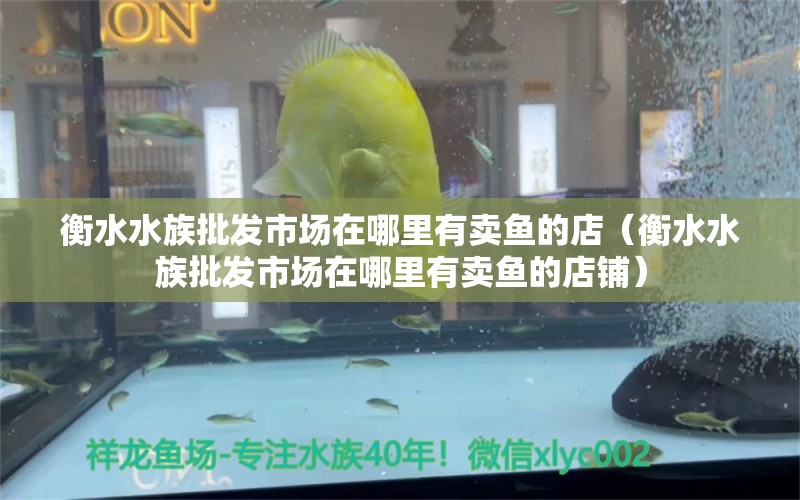 衡水水族批發(fā)市場(chǎng)在哪里有賣魚的店（衡水水族批發(fā)市場(chǎng)在哪里有賣魚的店鋪） 觀賞魚水族批發(fā)市場(chǎng)