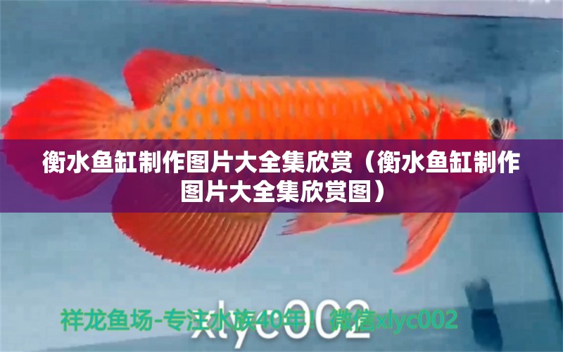 衡水魚缸制作圖片大全集欣賞（衡水魚缸制作圖片大全集欣賞圖） 祥龍水族醫(yī)院