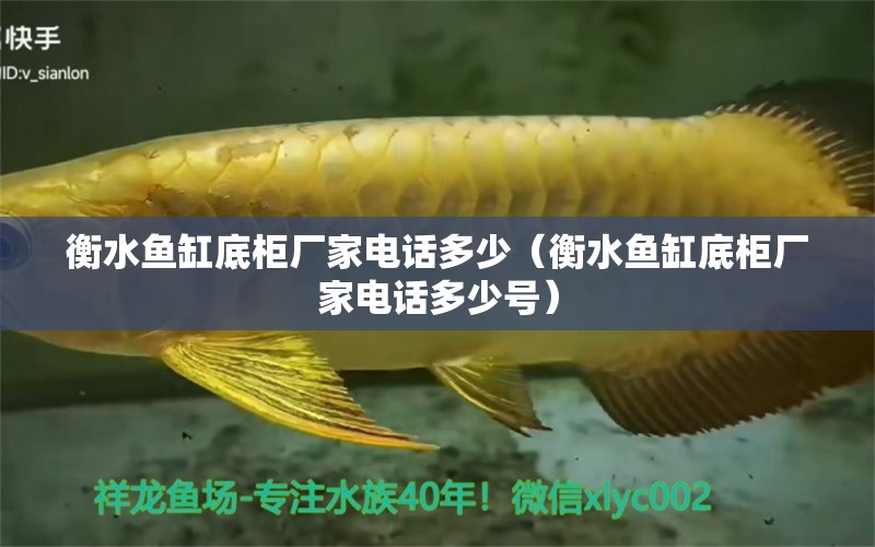 衡水魚缸底柜廠家電話多少（衡水魚缸底柜廠家電話多少號） 狗頭魚