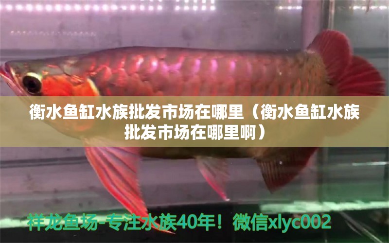 衡水魚缸水族批發(fā)市場在哪里（衡水魚缸水族批發(fā)市場在哪里?。? title=