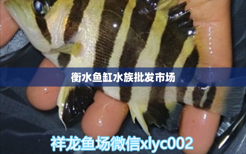 衡水魚缸水族批發(fā)市場(chǎng)