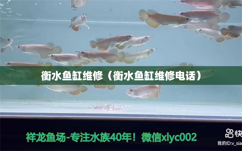 衡水魚缸維修（衡水魚缸維修電話） 觀賞魚市場(chǎng)（混養(yǎng)魚）