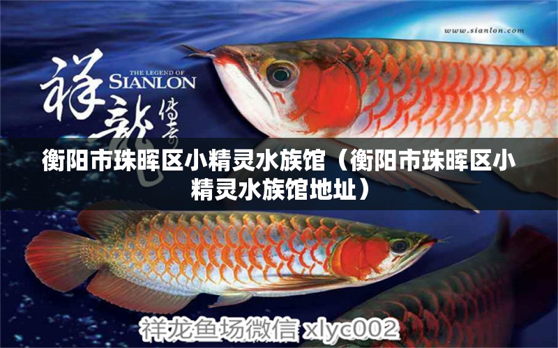 衡陽市珠暉區(qū)小精靈水族館（衡陽市珠暉區(qū)小精靈水族館地址） 全國水族館企業(yè)名錄