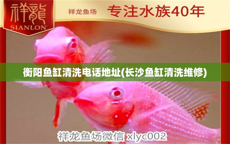 衡陽魚缸清洗電話地址(長沙魚缸清洗維修) 金龍福龍魚