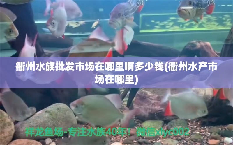 衢州水族批發(fā)市場(chǎng)在哪里啊多少錢(衢州水產(chǎn)市場(chǎng)在哪里) 觀賞魚水族批發(fā)市場(chǎng)