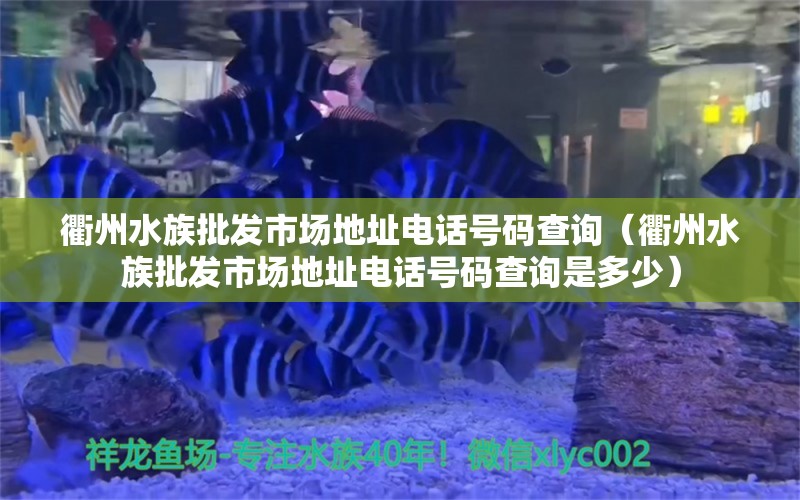 衢州水族批發(fā)市場(chǎng)地址電話號(hào)碼查詢(xún)（衢州水族批發(fā)市場(chǎng)地址電話號(hào)碼查詢(xún)是多少） 觀賞魚(yú)水族批發(fā)市場(chǎng)