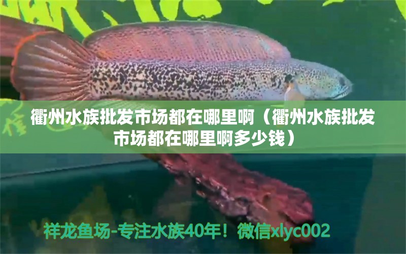 衢州水族批發(fā)市場都在哪里?。ㄡ橹菟迮l(fā)市場都在哪里啊多少錢） 觀賞魚水族批發(fā)市場