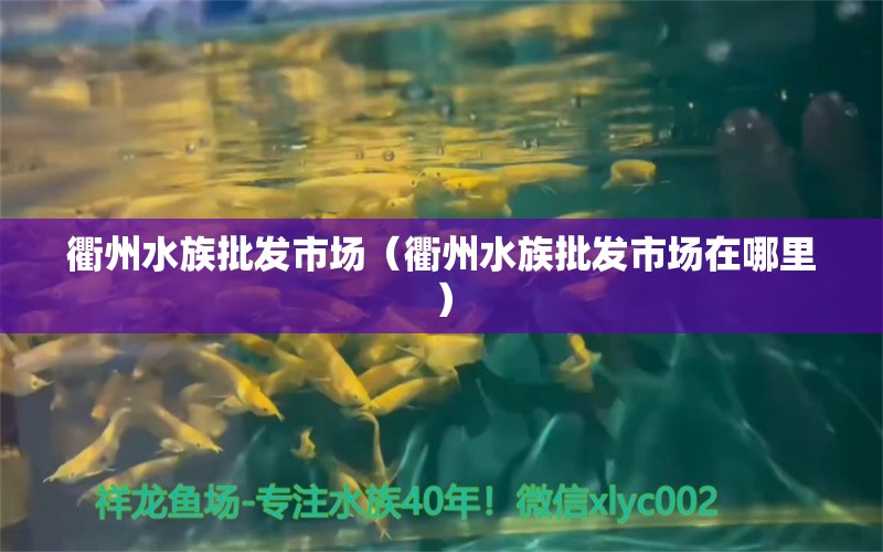 衢州水族批發(fā)市場（衢州水族批發(fā)市場在哪里）