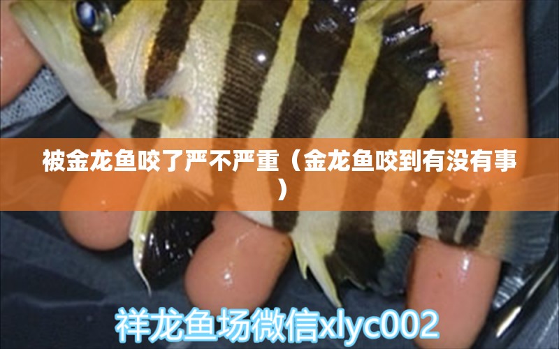 被金龍魚咬了嚴不嚴重（金龍魚咬到有沒有事）