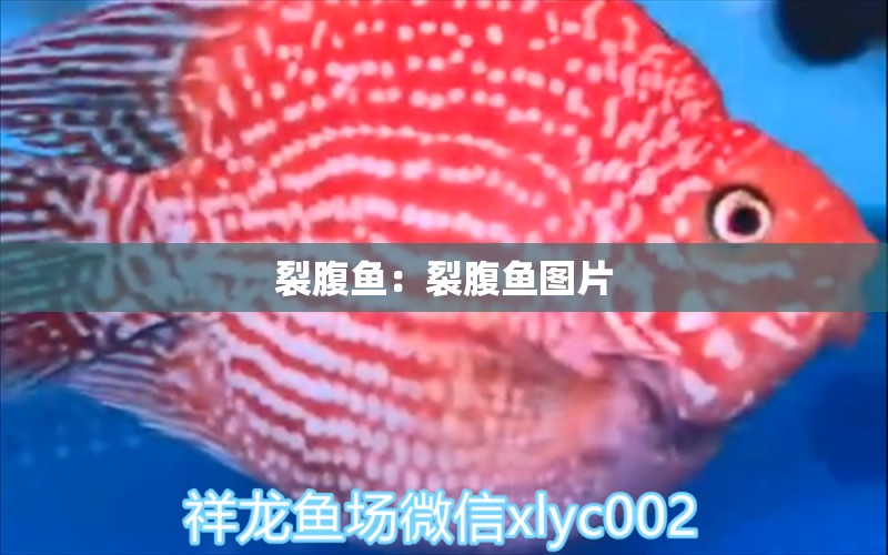 裂腹魚：裂腹魚圖片