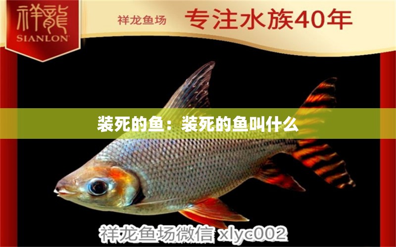 裝死的魚：裝死的魚叫什么 祥龍龍魚專用水族燈