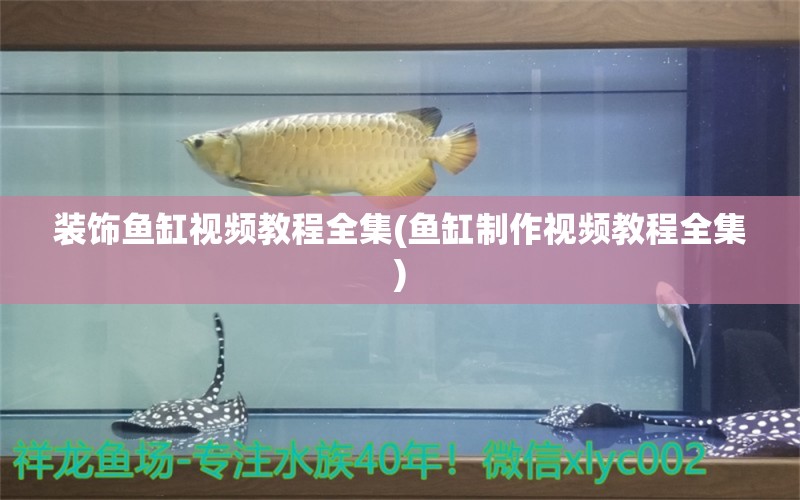 裝飾魚缸視頻教程全集(魚缸制作視頻教程全集) 暹羅巨鯉